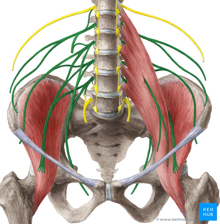 lumbosacral nervfläta, Th12-S3
