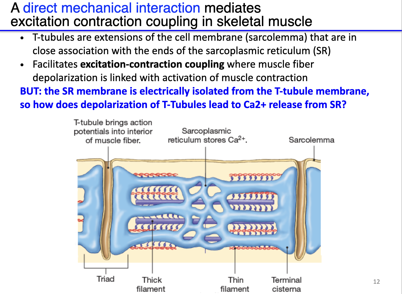 <ul><li><p><strong>Sarcoplasmic reticulum (SR):</strong> stores <strong>very high concentrations of Ca²⁺</strong>, positioned near sarcomeres.</p></li><li><p><strong>T-tubules:</strong> deep invaginations of the sarcolemma that transmit <strong>surface action potentials</strong> deep into the muscle fiber.</p></li><li><p><strong>Triad:</strong> each T-tubule flanked by two <strong>terminal cisternae</strong> of SR, forming a structural unit for efficient Ca²⁺ signaling.</p></li><li><p><strong>Electrical isolation:</strong> SR membrane is <strong>not directly depolarized</strong> by the T-tubule AP.</p></li><li><p><strong>Solution – indirect coupling:</strong> <strong>physically interacting channels</strong> between T-tubules (DHPR) and SR (RyR) translate membrane depolarization into <strong>Ca²⁺ release from SR</strong>.</p></li></ul><img src="https://knowt-user-attachments.s3.amazonaws.com/f862e76c-b071-4b54-8f81-14eeae9a7006.png" data-width="100%" data-align="center" alt=""><p></p>