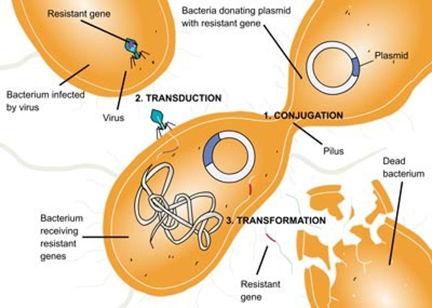 <p>transformation- lysogenic phage transfers DNA from environment into bacteria</p><p>conjugation- increase genetic diversity, but doesn't increase cell numbers</p><p>transduction- viral DNA inserts into bacteria</p><p>transfection- transformation into non-bacterial cell</p><p>conjugation is a feature of gram-negative bacteria</p><p>F factor- circular DNA element that encodes fertility gene, F+ is male, F- is female</p><p>conjugation bridge- after male cell produces sex pili and contacts female cell, bridge forms</p><p>F factor is replicated in F+ cell and transferred to F- cell</p><p>high frequency of recombination (Hfr cell)- F factor integrated into genome, so conjugation can transfer other others of bacterial genome</p><p>conjugation mapping- analyze transfer of genes over time into auxotrophic bacteria to map genome</p>