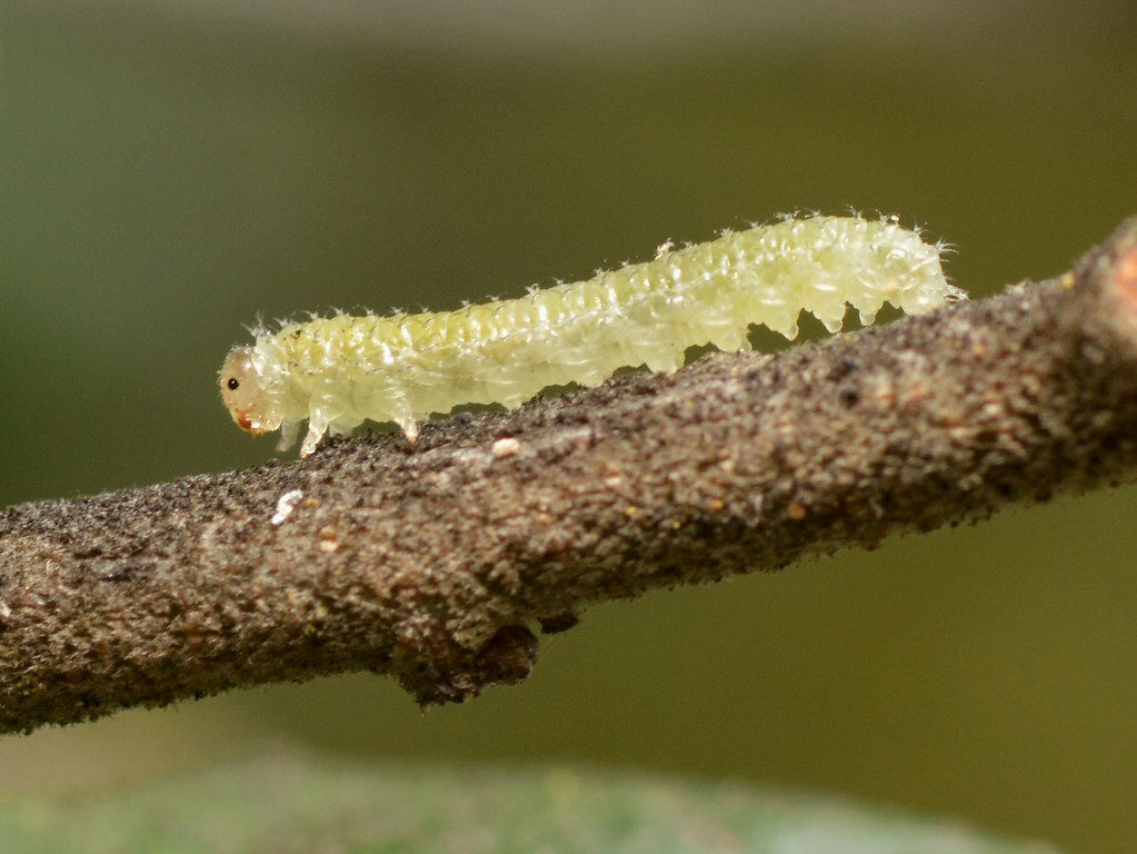 <p>caterpillar</p><p>body cylindrical, short thoracic legs, pairs of fleshy abdominal prolegs</p><p>moths and butterflies</p>
