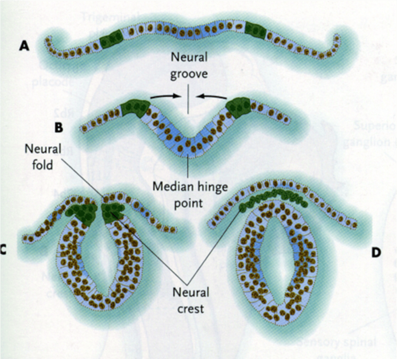 <p>fusion above neural tube/groove<br>- will become the PNS</p>