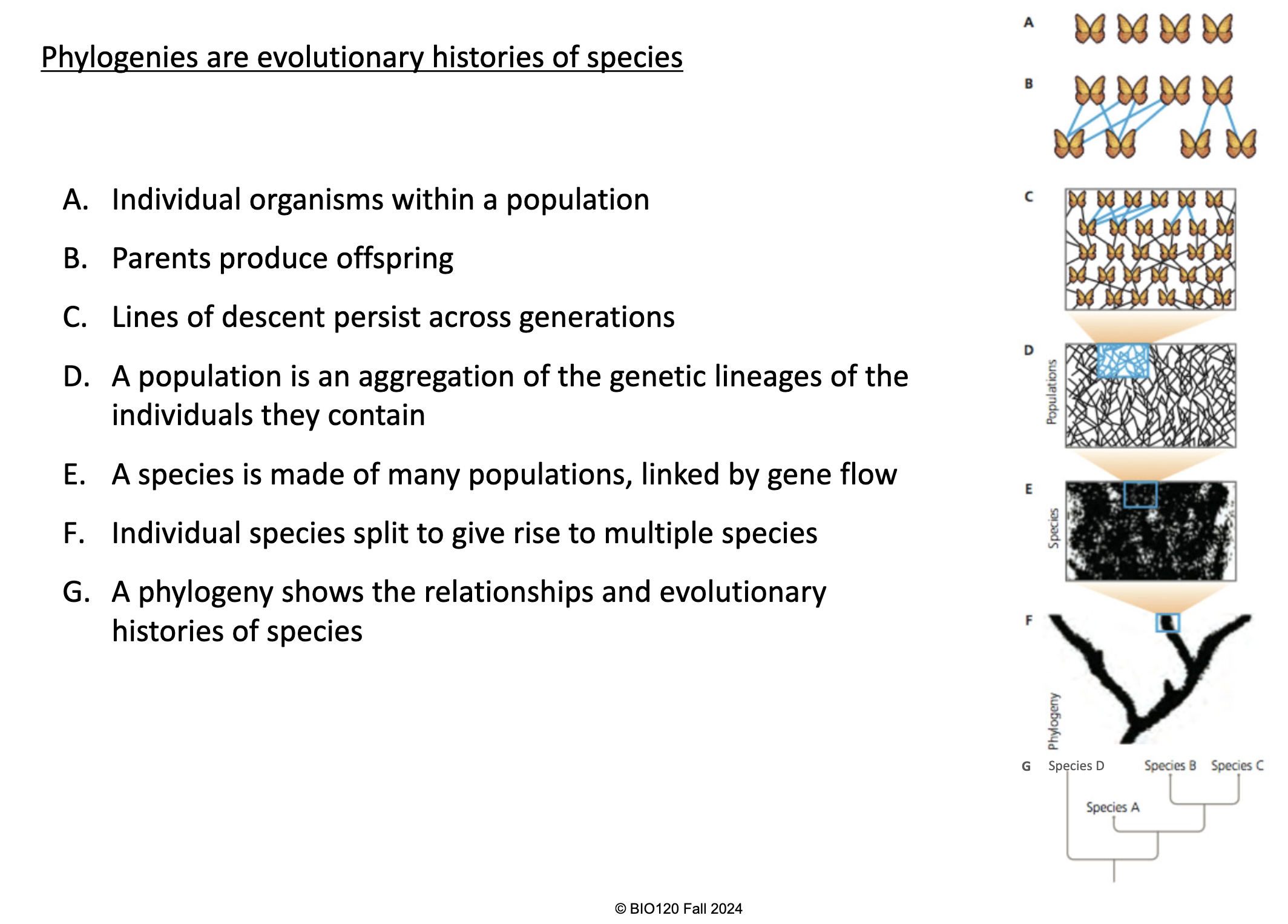 <p>The relationships and evolutionary histories of species. </p>