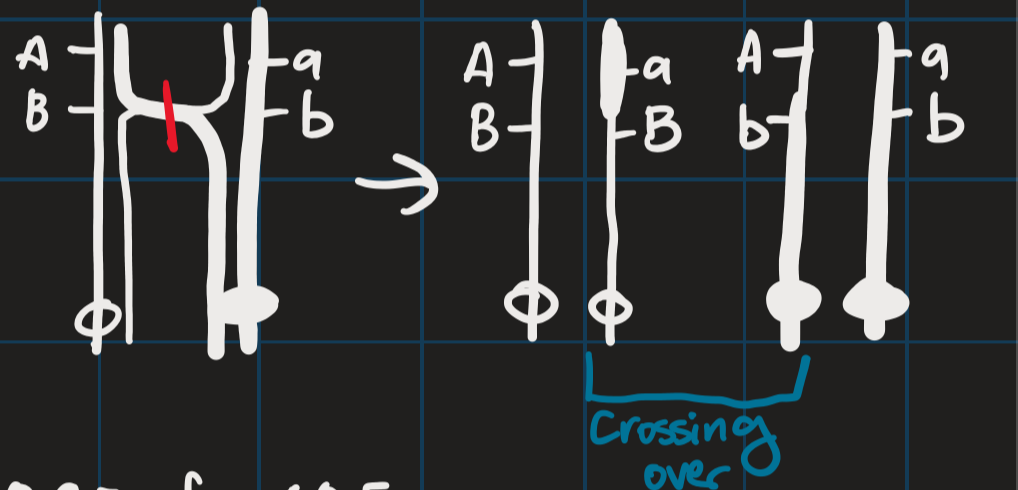 <p>chromosomes of same type are lined up</p>