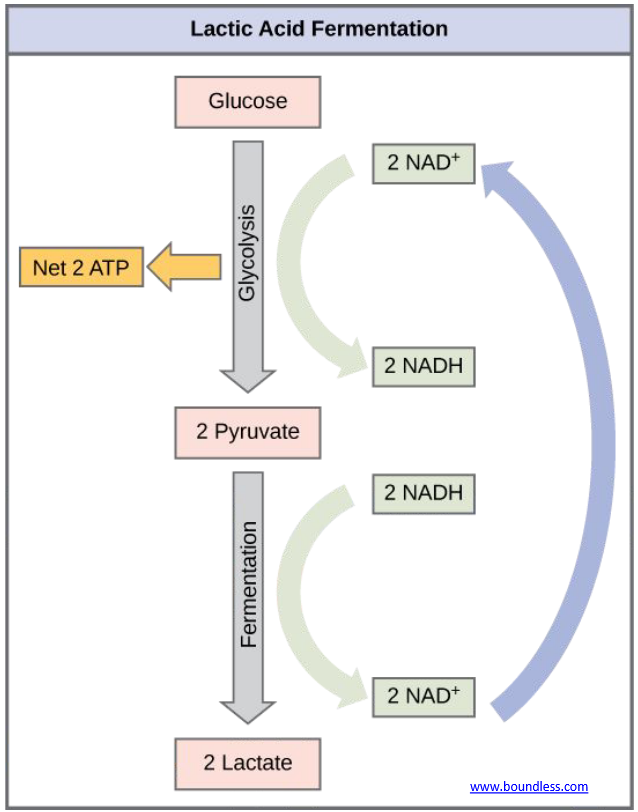 <p><u>Pyruvate</u> starts to build up in the cytosol and <u>undergoes fermentation to lactate</u></p><ul><li><p>E.g. in high intensity exercise</p></li></ul><p></p>