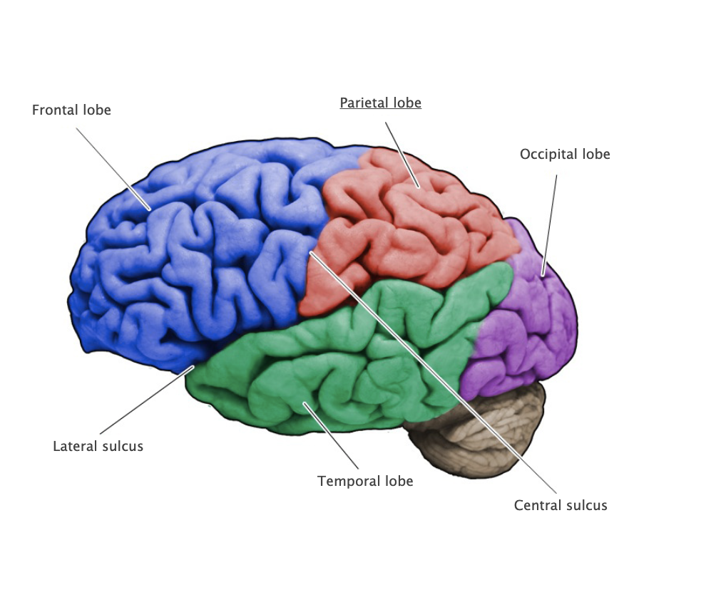 <p>Region of the cerebral cortex posterior to the central sulcus, anterior to the occipital lobe and superior to the lateral fissure; involved in somatic sensation and numerous complex functions, including multimodal proprioception, language comprehension, attention, and spatial awareness.</p>