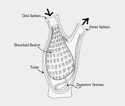 Tunicate tunic