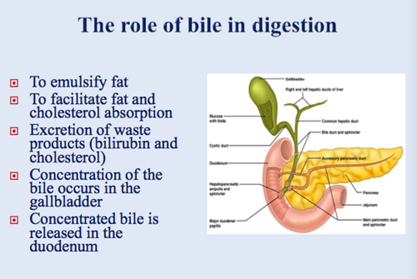 <p>1. Absorption of Fat-Soluble Vitamins</p><p>2. Excretion of Bilirubin and Cholesterol.</p><p>3. Fat Digestion.</p>