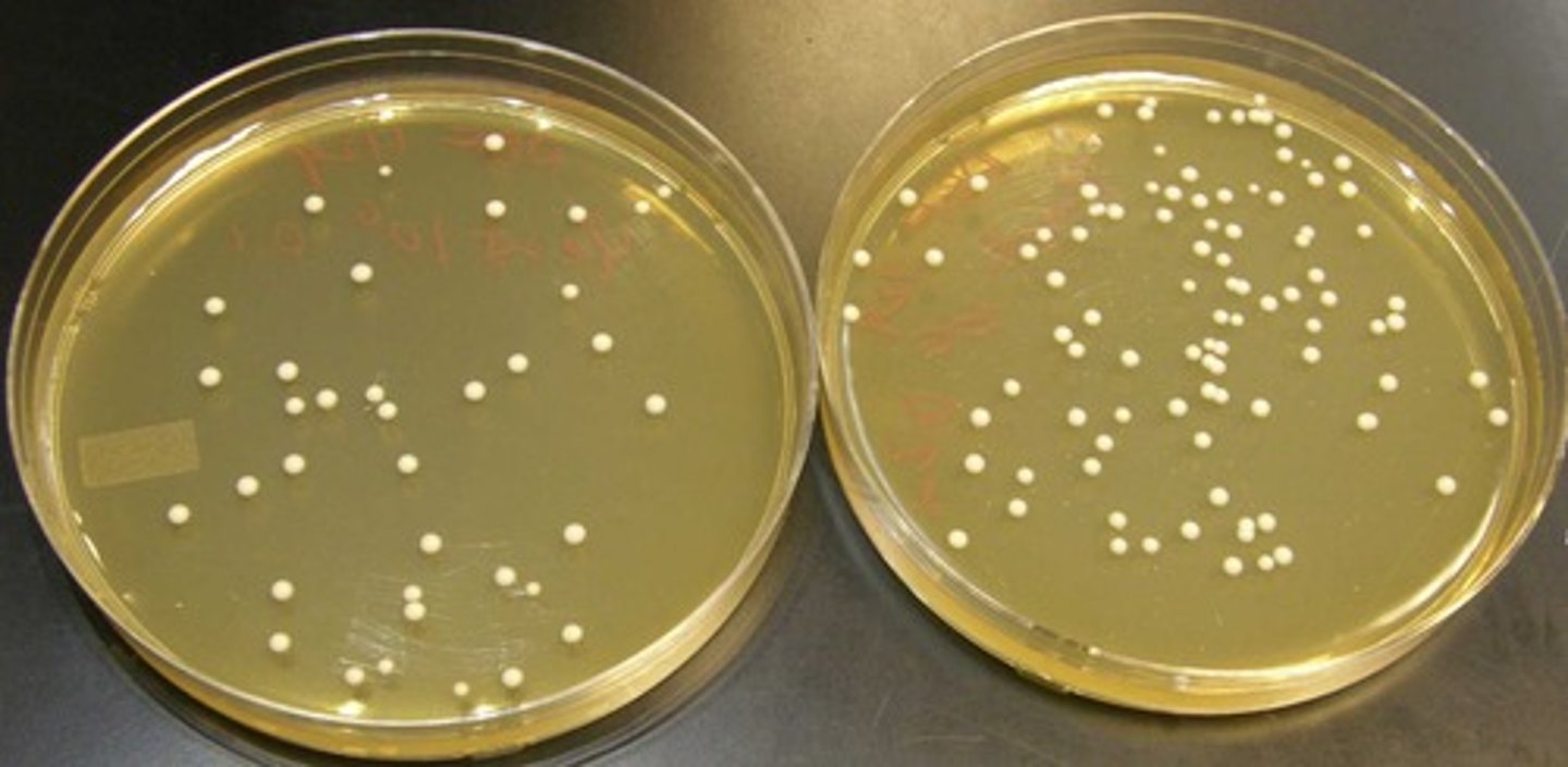<p>Growth medium for culturing bacteria.</p>