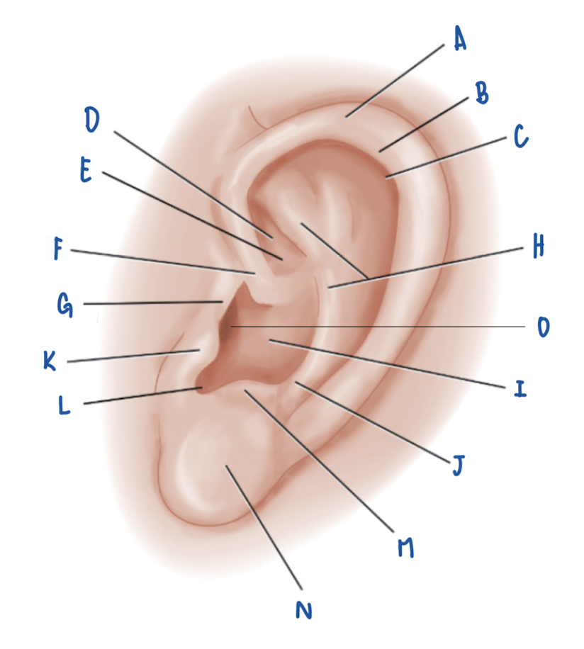 <p>Name the Part of the Pinna labeled H</p>