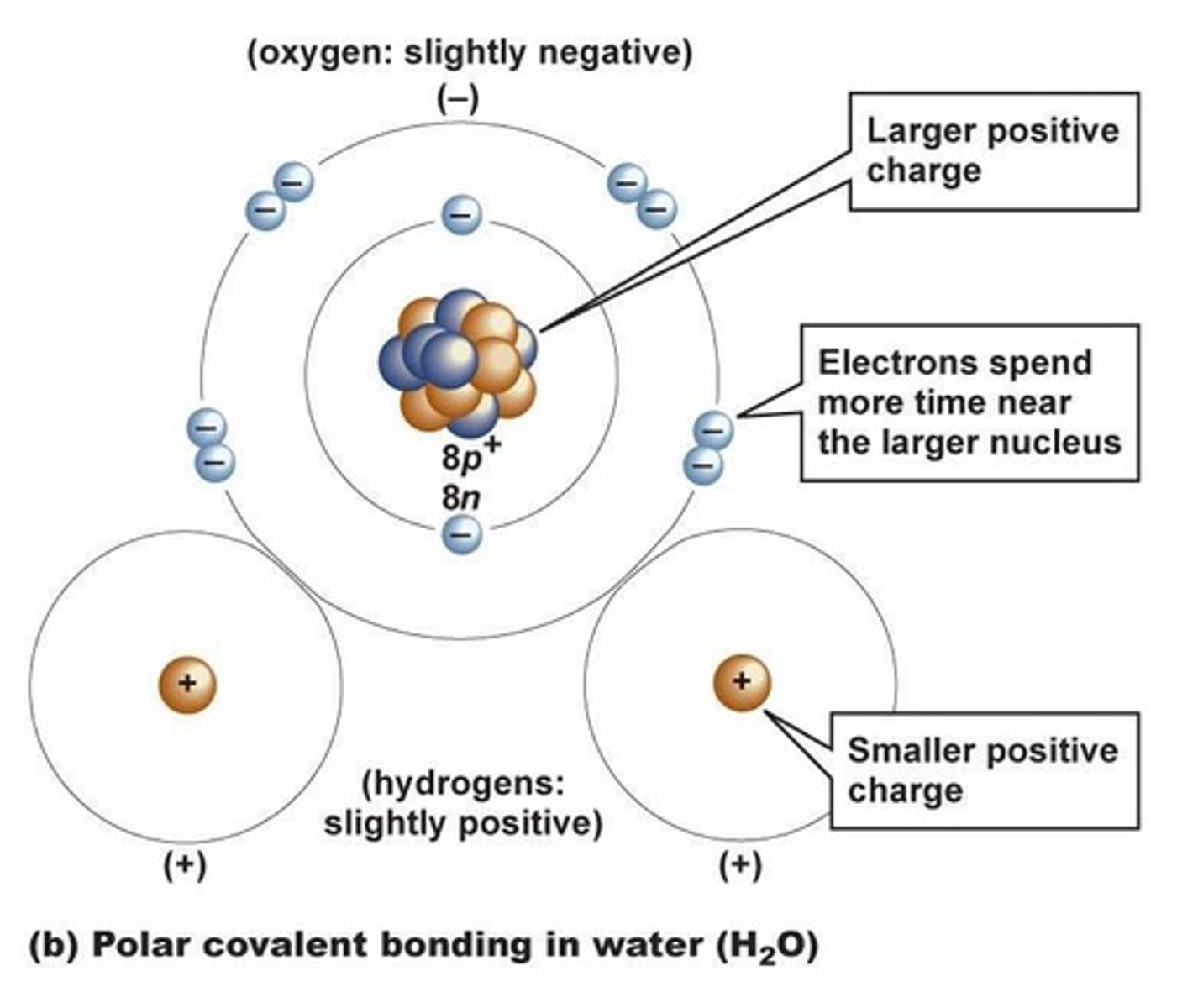<p>A covalent bond in which the sharing of the electron pair is unequal</p>