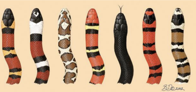 <p>Genus: Lampropeltis</p>