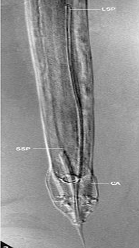 <ol><li><p><em><u>SN</u></em></p></li><li><p>F/M</p></li><li><p>Label</p></li></ol><p></p>