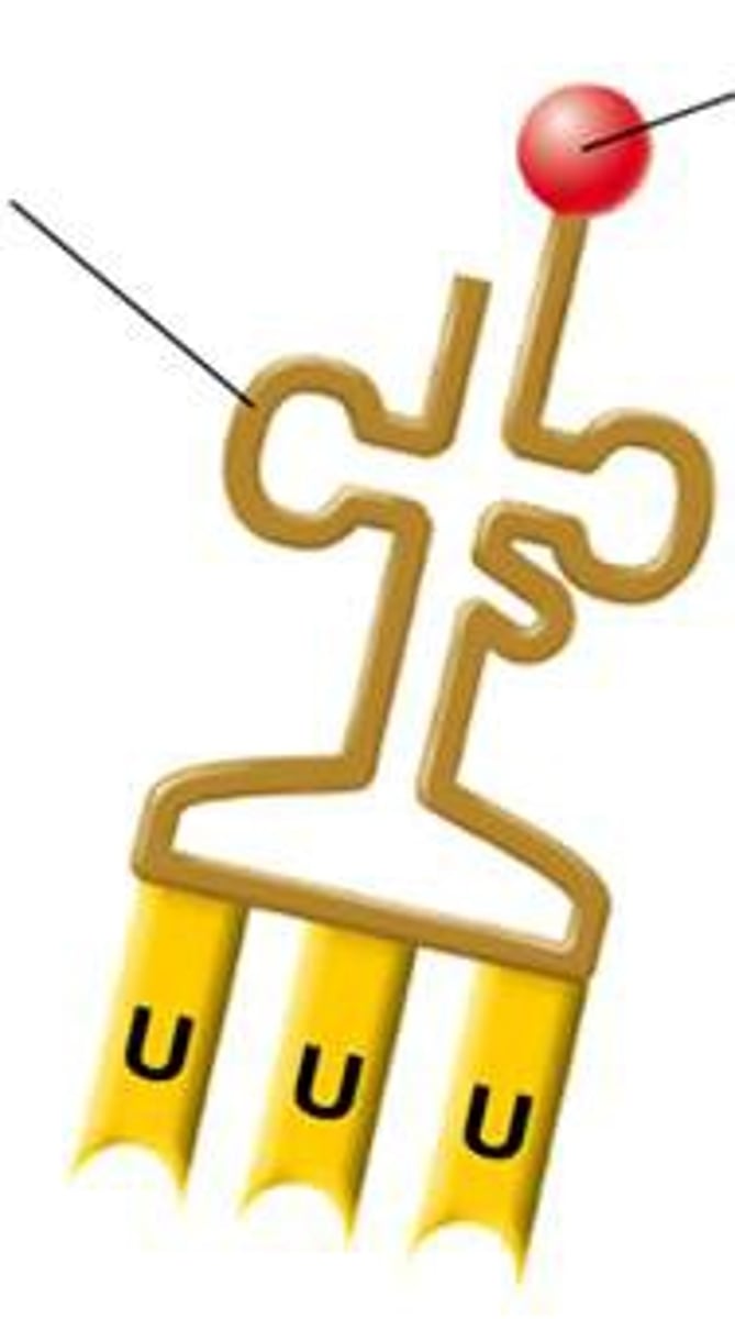 <p>What is the name of the molecule represented in the picture?</p>