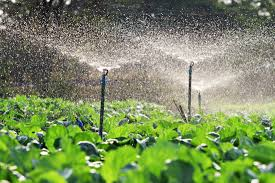 <p>Farmers in arid (=dry )regions<strong> rely on ____ to provide water to their crops through a network of pipes.</strong></p><p class="style_collocation__trans__nAf6q"><em>Nông dân ở các khu vực khô hạn phụ thuộc vào việc tưới tiêu để cung cấp nước cho cây trồng thông qua một mạng lưới ống dẫn.</em></p>