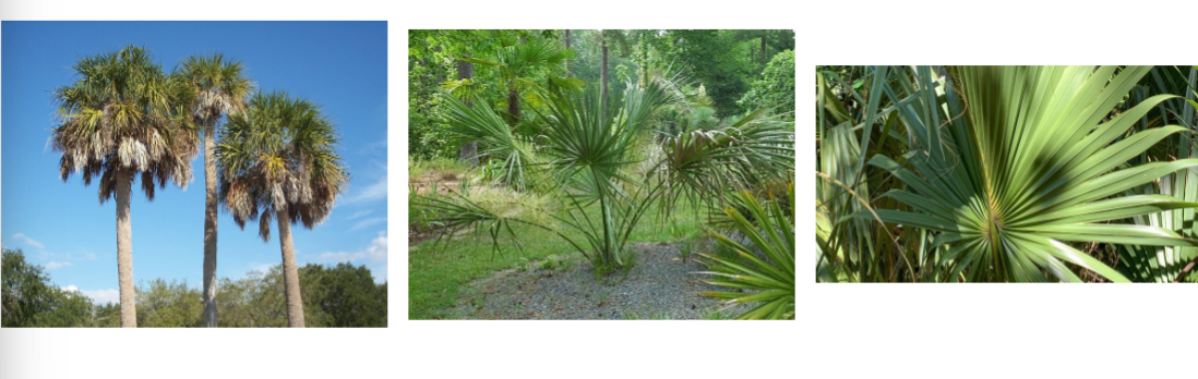 <p>cabbage palm, Arecaceae family</p><p>costa palmate leaf, well defined midrib</p><p>juveniles look like saw palmetto, adults look like standard palm tree</p><p>unbranched stem</p>