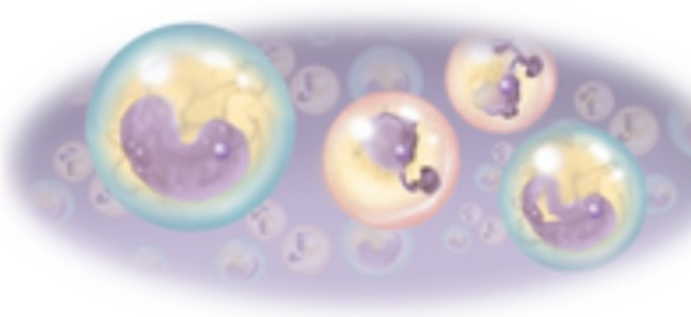 <ul><li><p>Spherically shaped cells</p></li><li><p>In <strong>egg</strong> cells and <strong>white blood cells</strong></p></li></ul>