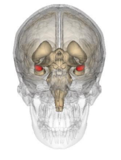 <p>What structure is shown by the image?</p>