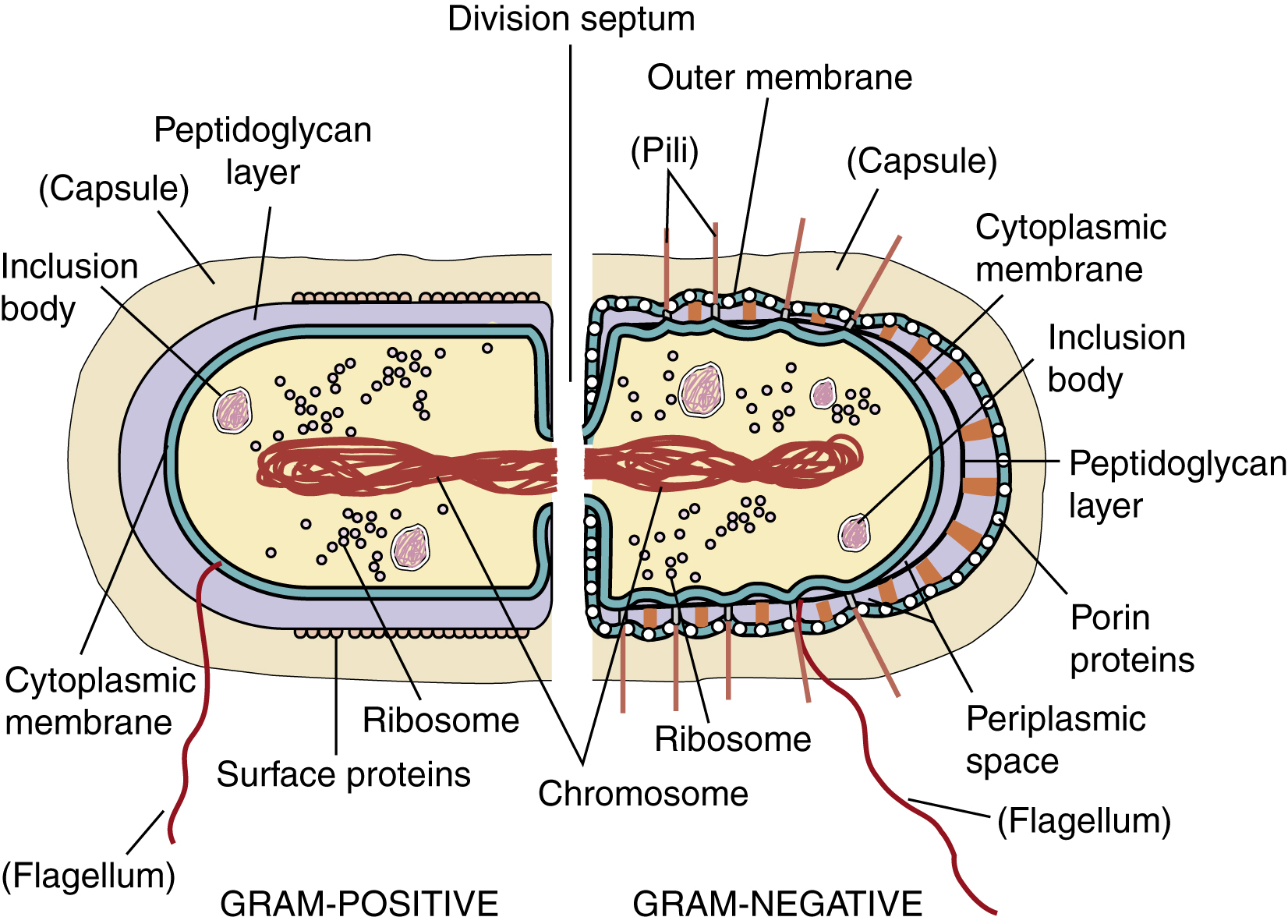 <p>Peptidoglykanerna, eller murein, består av <strong>NAG</strong> (N-acetyl-glykosamin) och <strong>NAM</strong> som hålls samman med <strong>pentaglycinbroar</strong>.</p><p>Gram-negativa och gram-positiva bakterier har olika struktur på detta lager.</p>