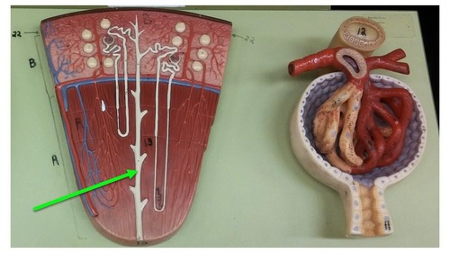 <p>passageway that receives urine from multiple nephrons</p>