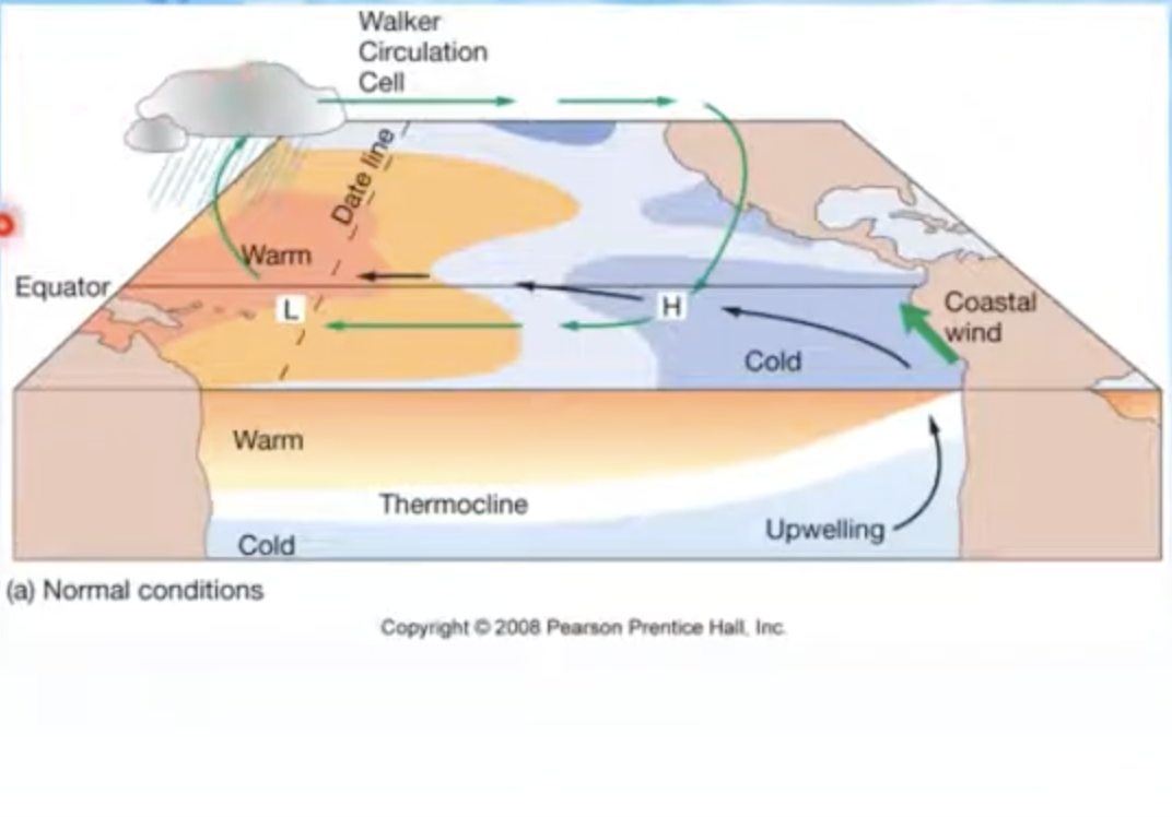 <p>• Normal conditions</p><p>– Air pressure across equatorial Pacific is higher in</p><p>eastern Pacific</p><p>– Strong southeast trade winds</p><p>– Pacific warm pool on western side</p><p>– Thermocline deeper on western side</p><p>– Upwelling off the coast of Peru</p>