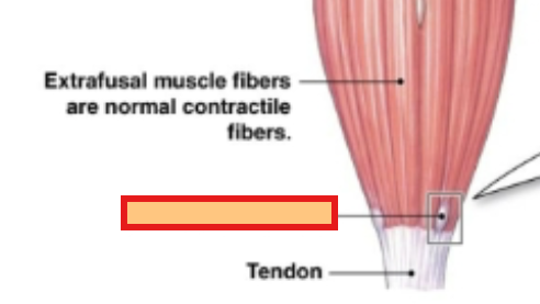 <p>What organ links the muscle and the tendon consisting of the sensory nerve ending interwoven among collagen fibers?</p>