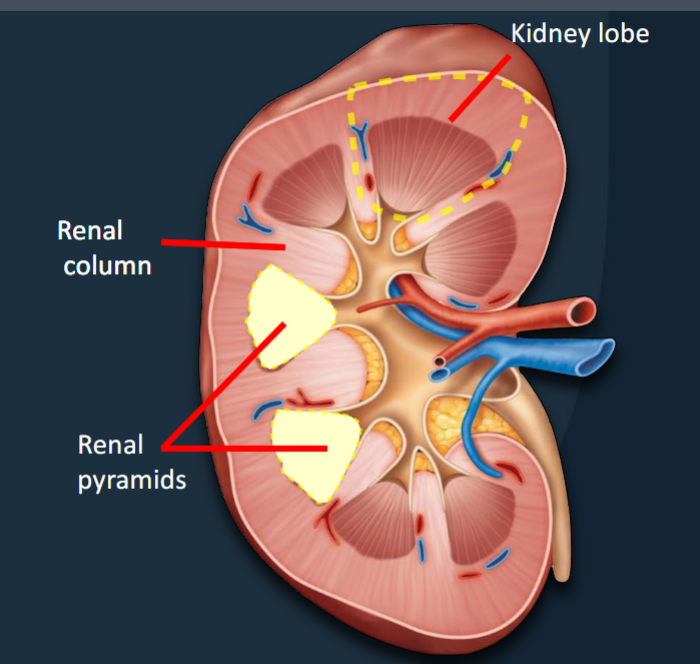 <p>Functional units consisting of a renal pyramid, overlying renal cortex, and adjacent tissues of the renal columns; where urine is produced.</p>
