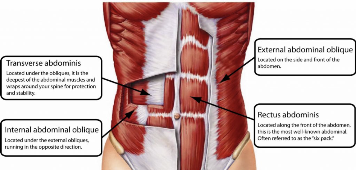 <p>transversus same as transverse</p>