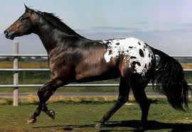 <p>What is this horse breed?</p>