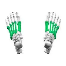 <p>Name these bones</p>