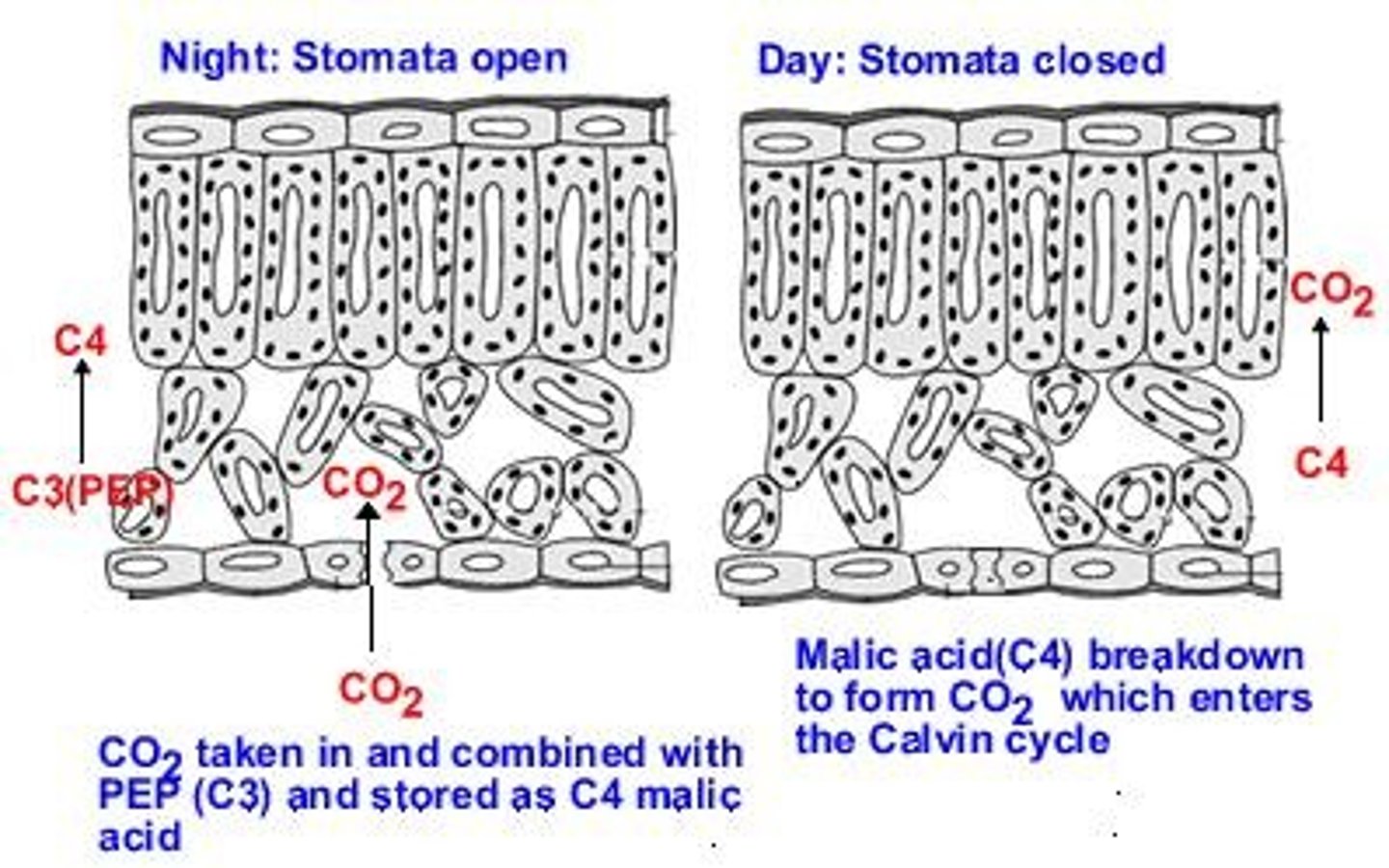 <p>CAM plants open their stomata at night to fix carbon using the C4 cycle and perform the Calvin cycle during the day, all in the same cell.</p>