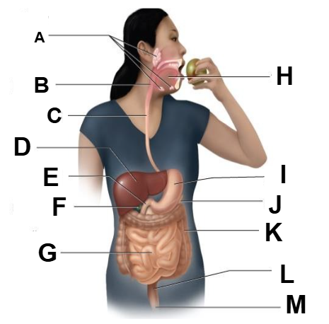 <p>What is “E” is in the diagram?</p>