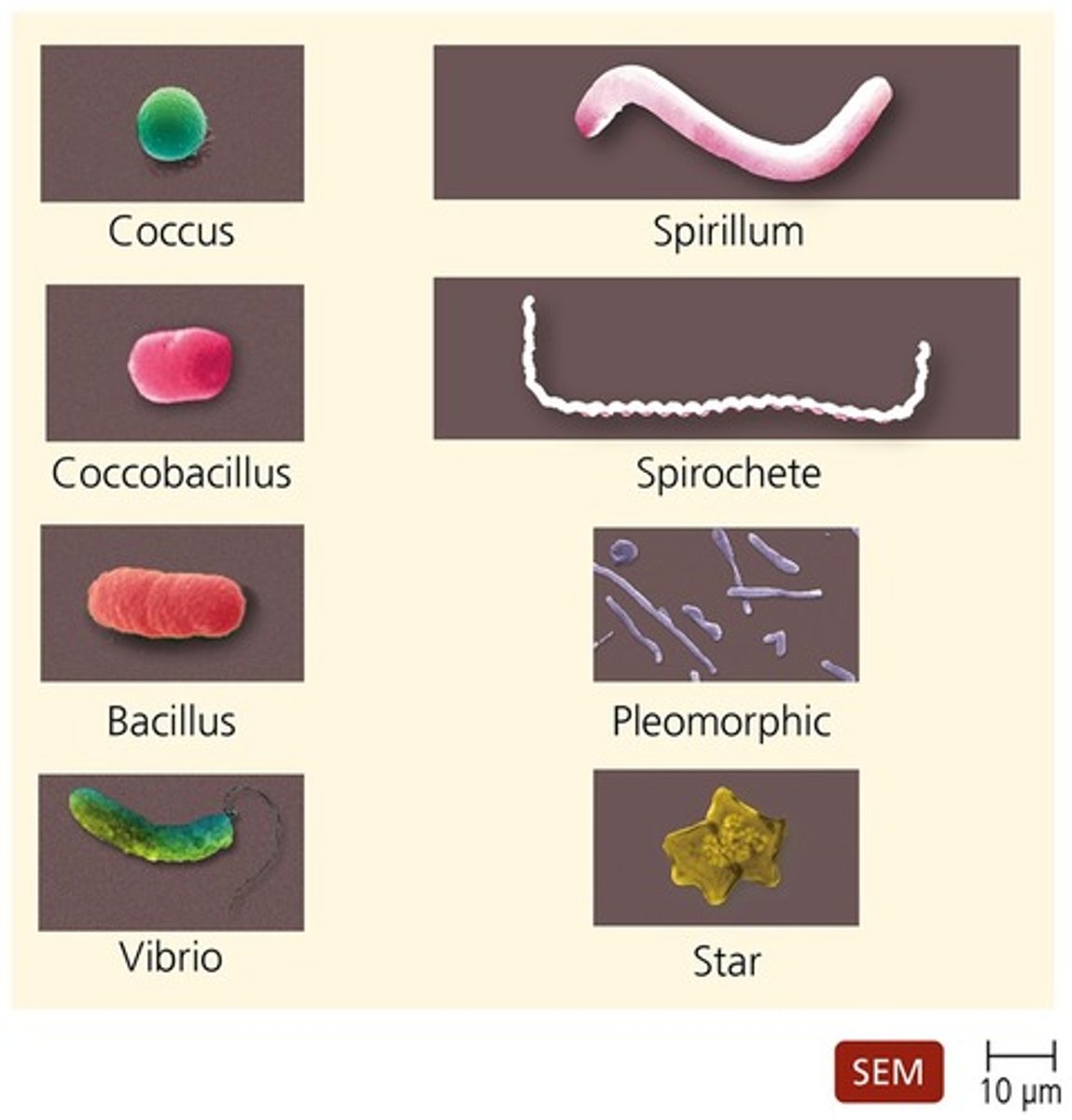 <p>coccus-roughly spherical</p><p>Bacillus-rod shaped</p><p>vibrio- curved rods</p><p>coccobacillus-intermediate shape of cocci and bacilli</p><p>pleomorphic- many shapes</p><p>spiral-(two forms)</p><p>spirillum-stiff spiral(worm)</p><p>spirochetes-flexible spiral</p>