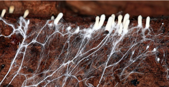 <p>Form symbiosis w/roots </p><ul><li><p><strong>Hyphae extend soil for P uptake </strong></p></li></ul><p></p>