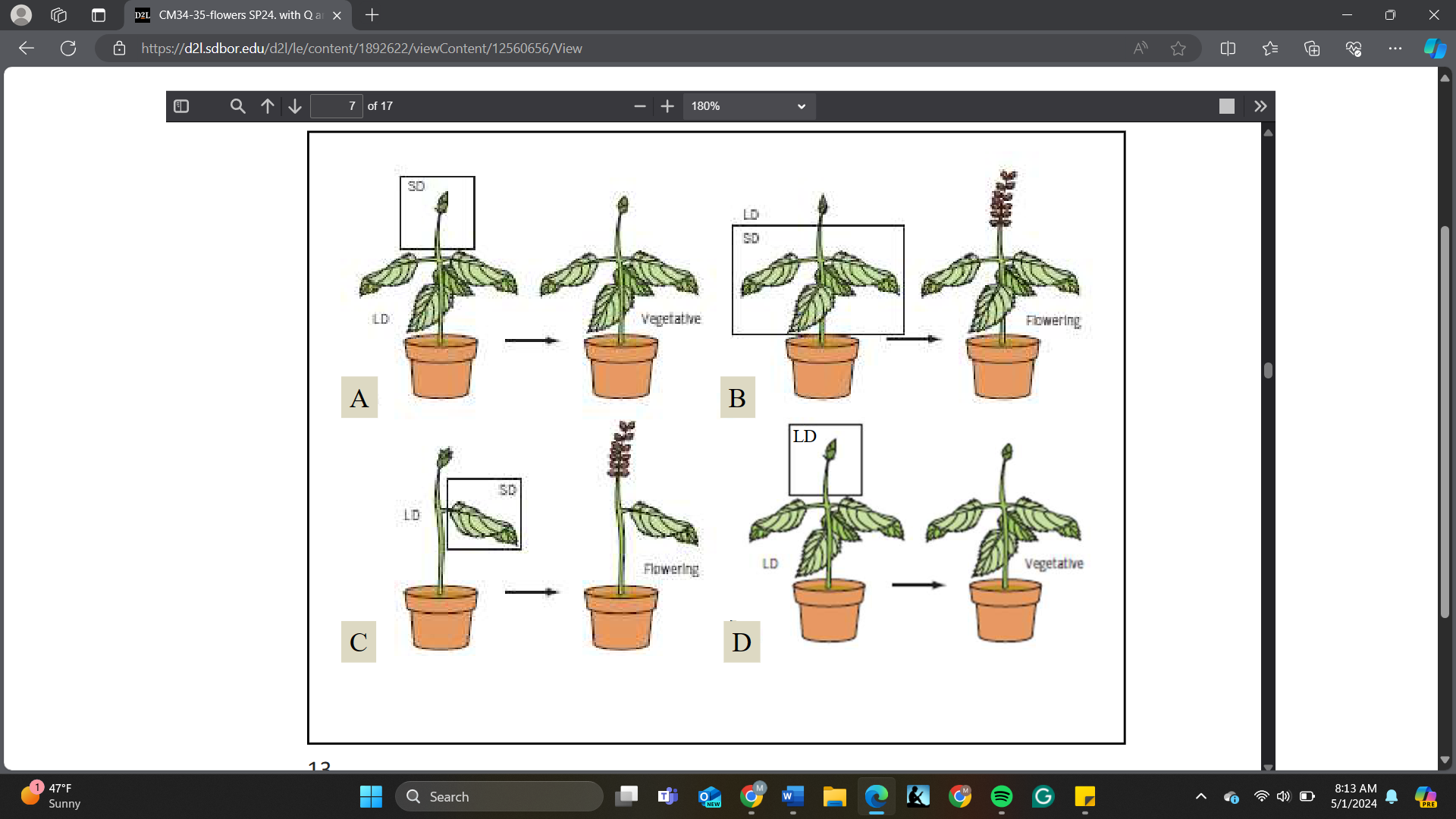 <p>This is a ______ flowering plant.<br>A. Short day<br>B. Long day<br>C. Both long and short day<br>D. Not sensitive to day length</p>