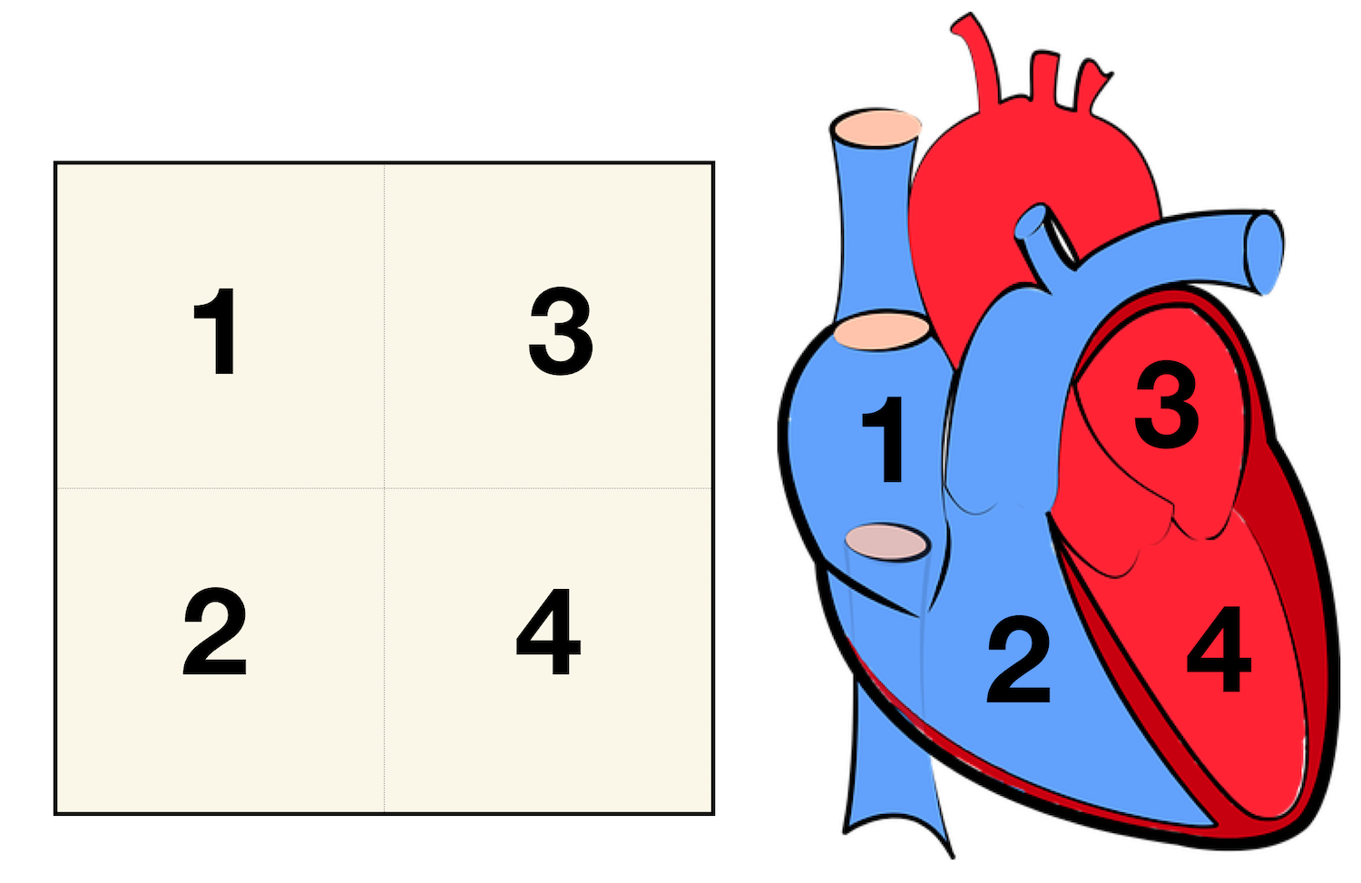 <p>What label corresponds to number 3?</p>