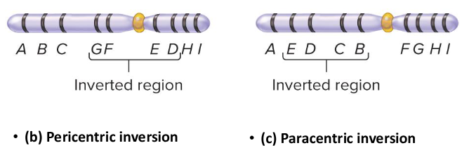 <p>An inversion in which the inverted region does not contain the centromere and is on one of either side of the chromosome.</p>
