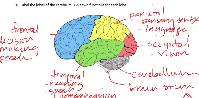 <p>frontal - speech, decision making</p><p>temporal - hearing, speech comprehension</p><p>parietal - sensory cortex, language</p><p>occipital - vision, memory</p>