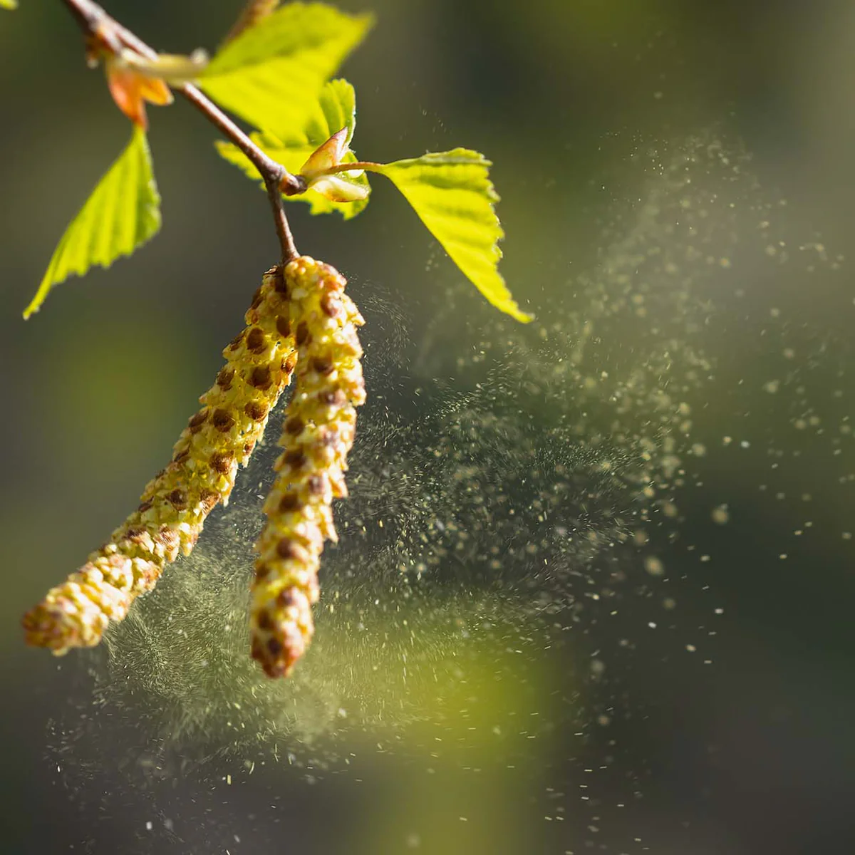 <p>What is the major advantage of pollen?</p>