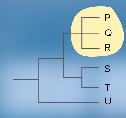 <p>a branching of a phylogeny in which it is unsure which groups are more closely related</p><p>the simultaneous/unknown ordered speciation of at least three species</p><p>looks like a comb</p><p>e.g. the highlighted group in the picture</p>