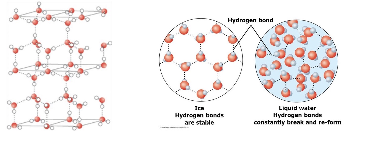<ul><li><p>ice is less dense meaning that there are fewer particles of water per unit of volume in the solid state than the liquid state</p></li><li><p>this is because in ice, the water molecules are further apart than in liquid water due to hydrogen bonding </p></li><li><p>this means that there are more gaps/spaces between the molecules </p></li></ul>