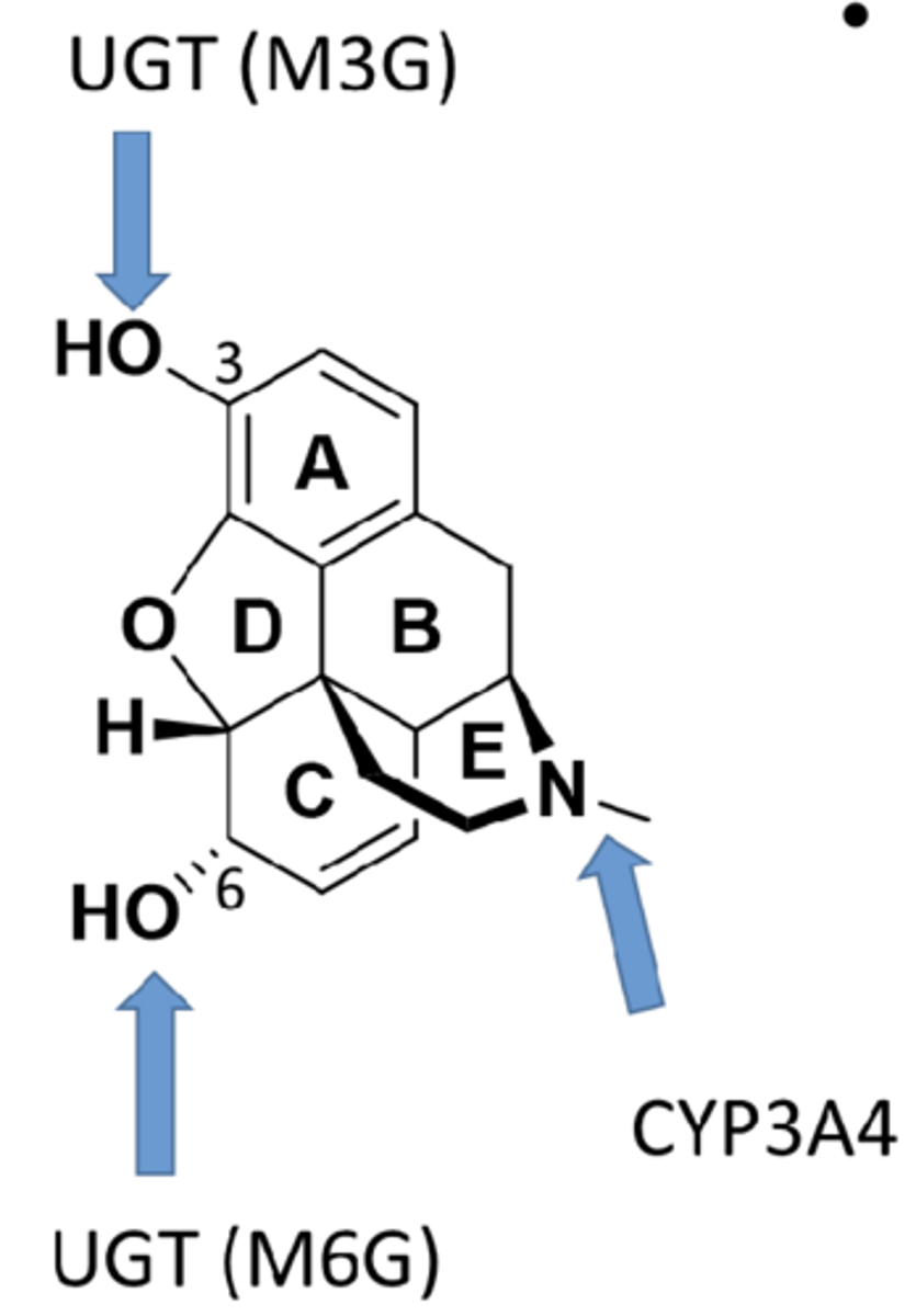 <p>- first pass metabolism in liver</p><p>- major metabolic reactions include phase II metabolism and glucuronidation (M6G active and M3G inactive metabolites)</p><p>- phase I reaction includes demethylation (non-morphine, less-active metabolites)</p>
