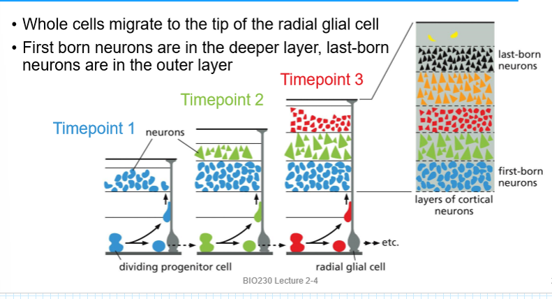 <p>cerebral cortex cells</p>