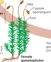 <p>Bryophyta phylum (Mosses)</p>