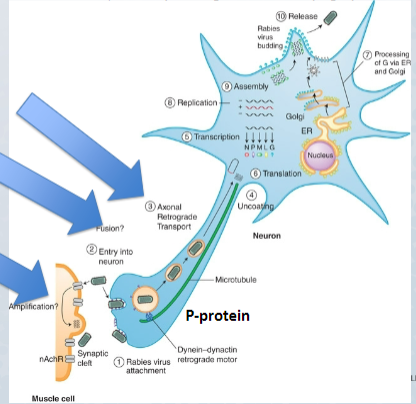Cell body; axon
