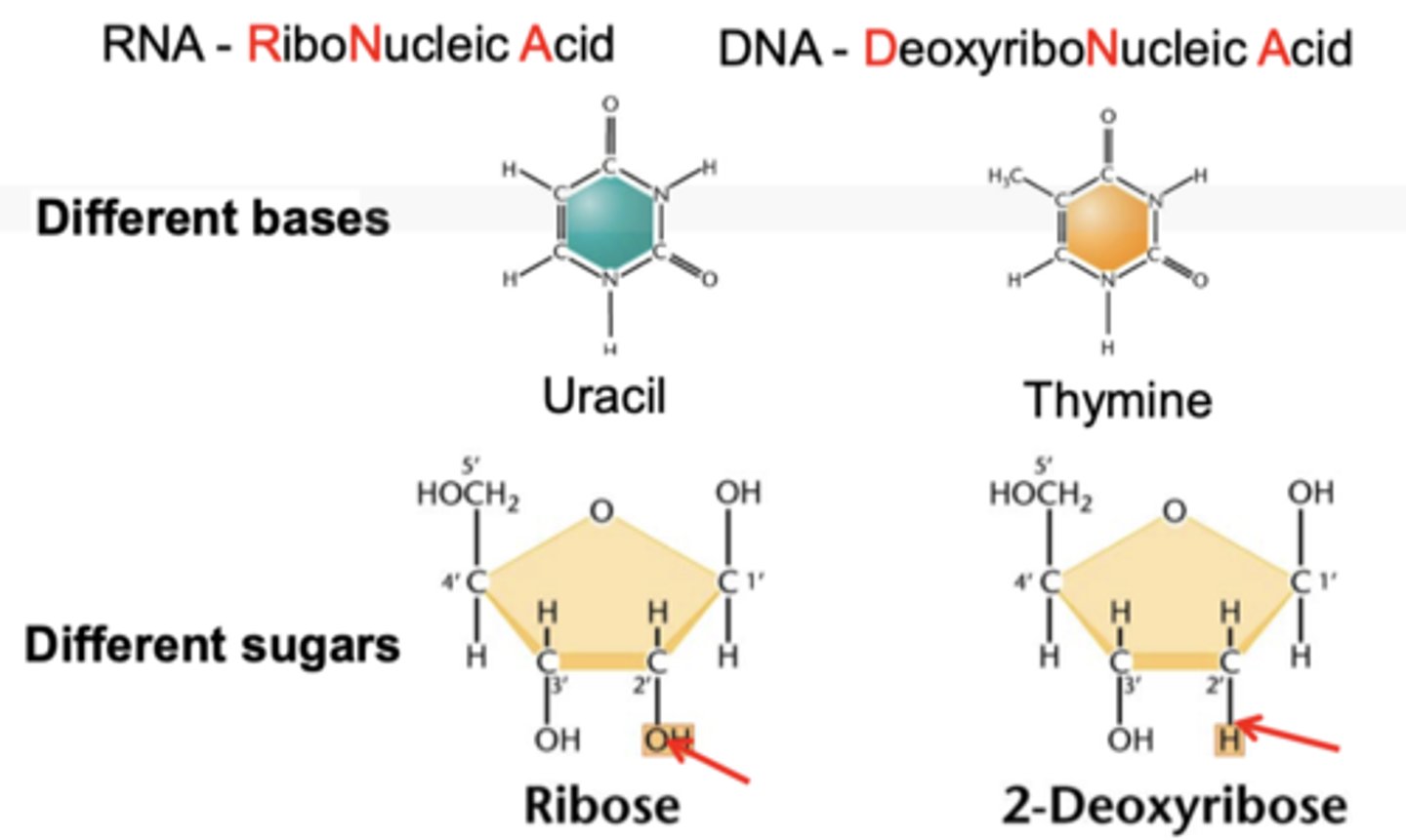 <p>different sugars and bases</p>