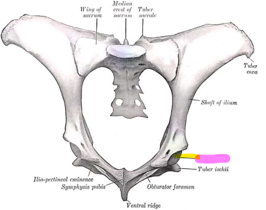 <p>Connects to femur, hip socket</p>