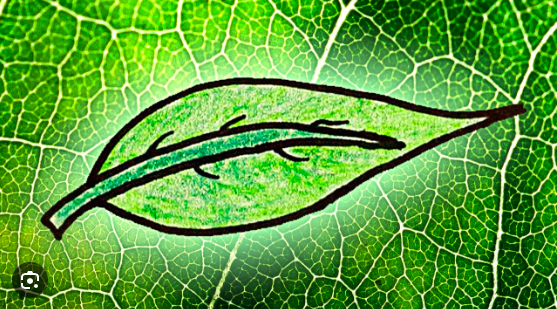 <p>Leaves appear green because chlorophylls are the most abundant pigments, but other pigments are also present.</p>