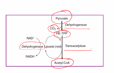 <p>1 glucose → 2 pyruvates & 2 NADH. </p><p>each pyruvate has 3 carbons</p><p>this is important to keep track of so in the end we can calculate how many ATPs we could generate. </p>