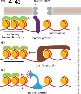 <p>Barrier sequences prevent the spread of heterochromatin The tethering to a fixed site stops the spread of heterochromatin. </p><p>By recruiting histone-modifying enzymes, barriers erase the histone marks that are required for heterochromatin to spread</p>