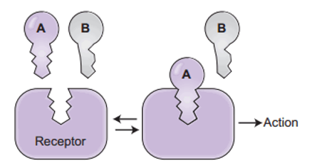 <ul><li><p>The channel responds to binding of specific molecules on its surface — a ligand</p></li><li><p>binding of a ligand produces conformational change in the structure of the receptor/channel </p></li></ul>